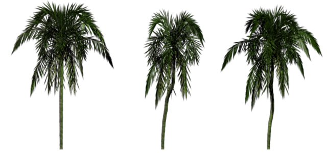 Greenhouse-palm-arecaceae.jpg