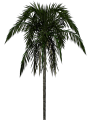 Palm-arecaceae.png