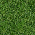 TiZeta parsley.jpg