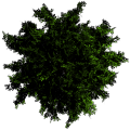 Toptree-beech01.png