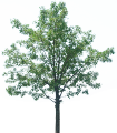 Tree 2.png