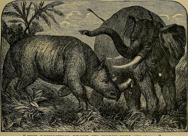 Eléphant vs Rhinocéros - Northrops