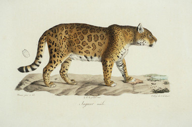 Jaguar Cuvier HNDM jpg