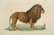 Lion Barbarie Cuvier HNDM jpg