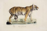 Tigre Royal Cuvier jpg