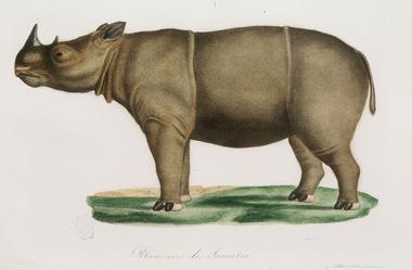 Rhinocéros Sumatra Cuvier HNDM jpg