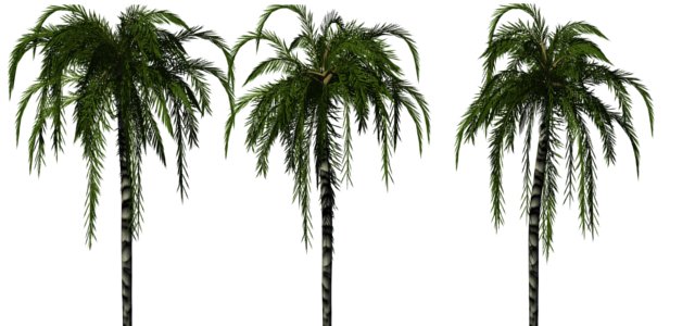File:Greenhouse-palm-jubaea.jpg