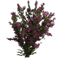 Bougainvillier.png