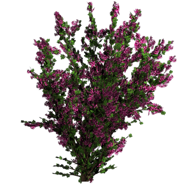 File:Bougainvillier.png