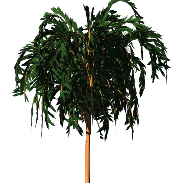 File:Ficus01.png