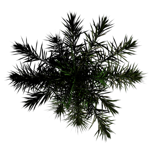 File:Toptree-palm01.png