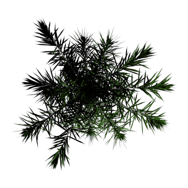 File:Toptree-palm02.png