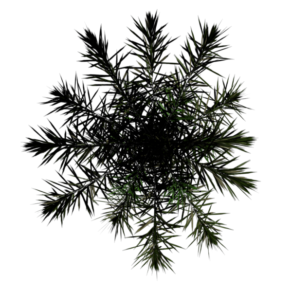File:Toptree-palm03.png
