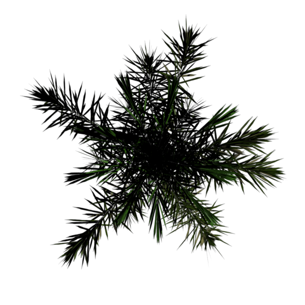 File:Toptree-palm04.png