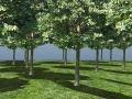Tree scene-03c.jpg