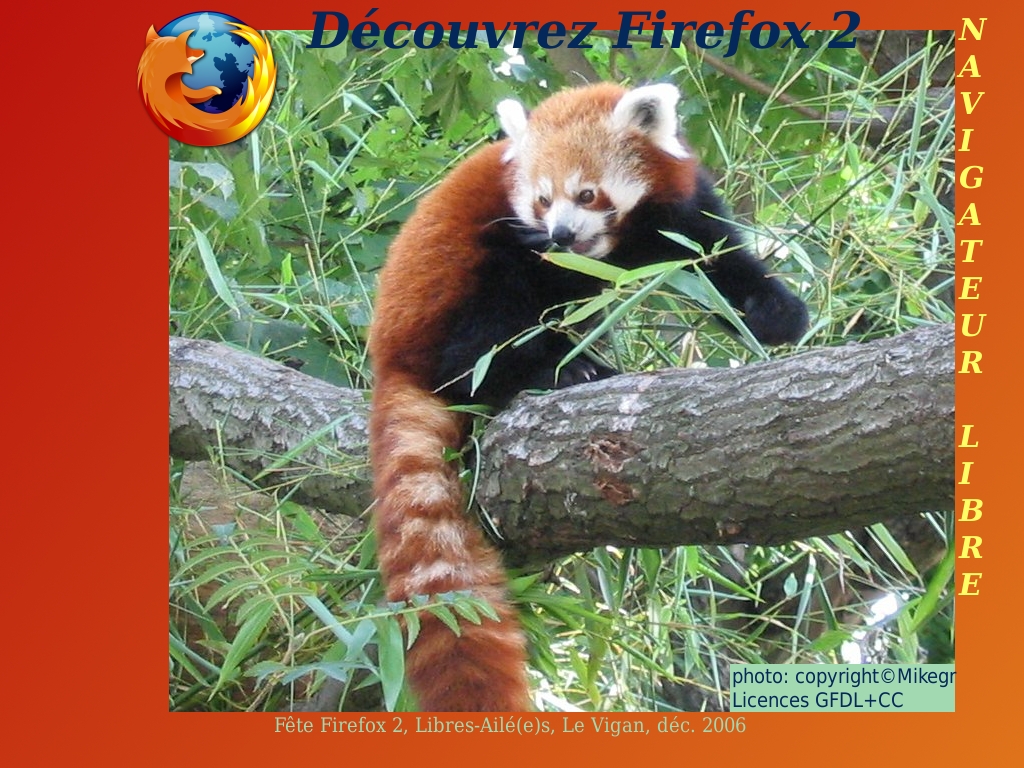 Firefox, petit panda rouge2@Libres-Ailé(e)s, CC-By-SA